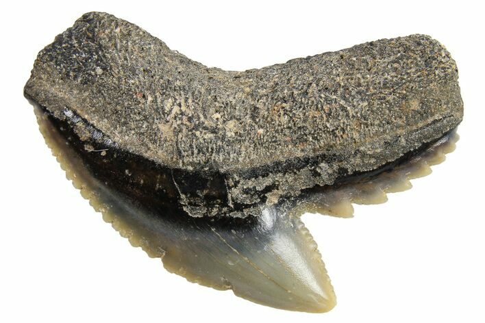 Fossil Tiger Shark (Galeocerdo) Tooth - Bone Valley, Florida #294767